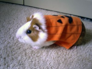 The Cutest Pumpkin Ever